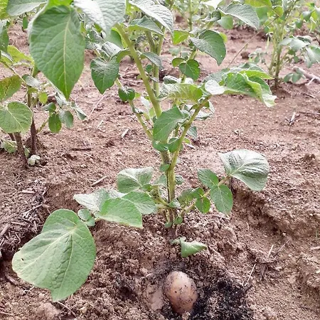 Le Terre D'abruzzo Country house *