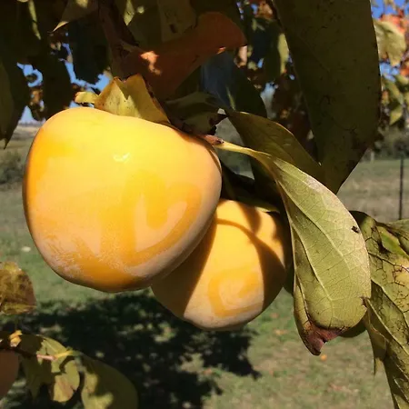 Le Terre D'abruzzo Alanno